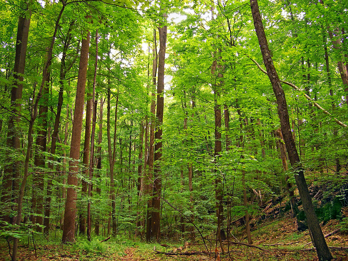 The Healing Power of Forests: Exploring the Science of Forest Therapy