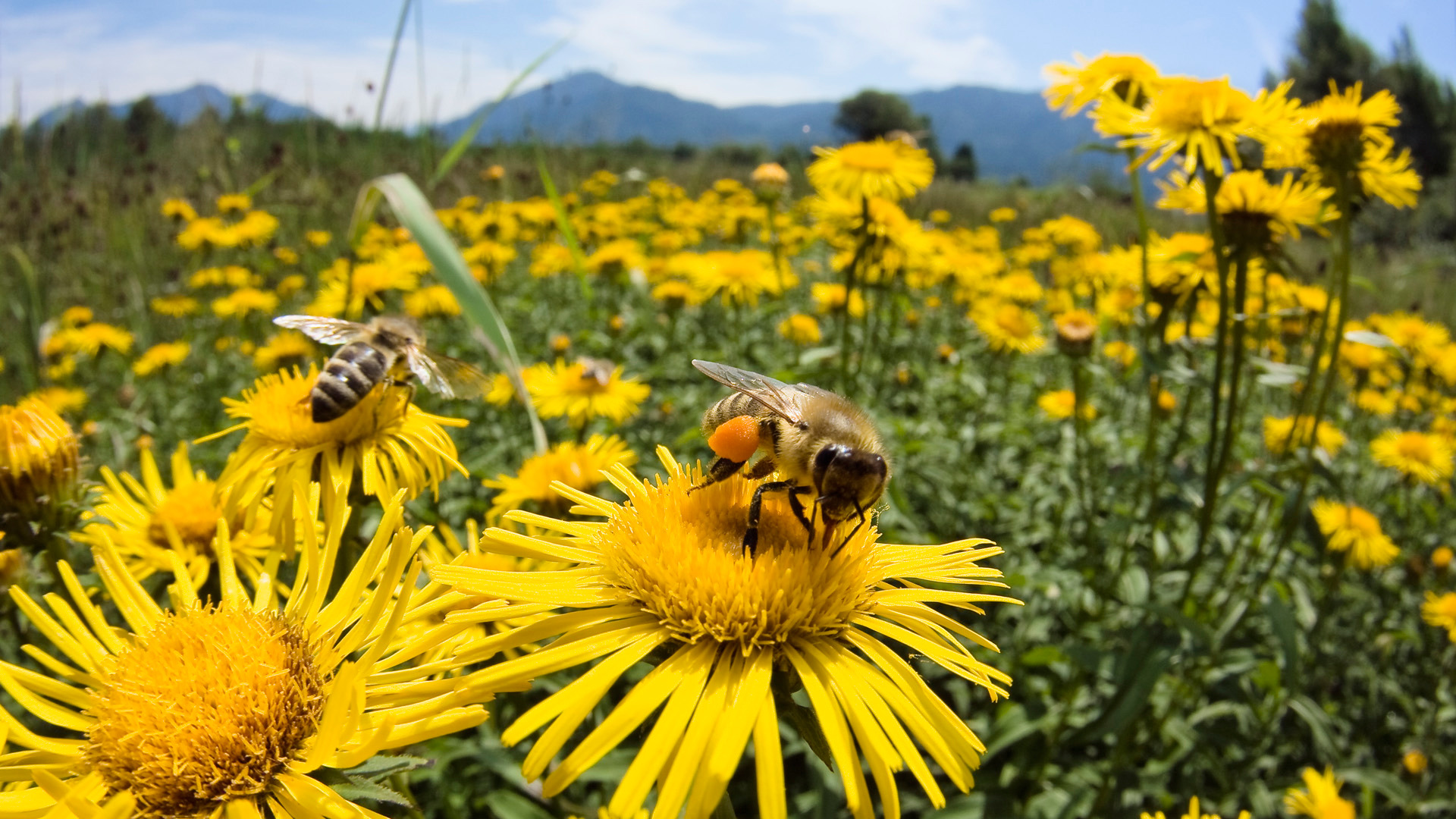 The Fascinating Lives of Bees: From Honey Production to Pollination Services