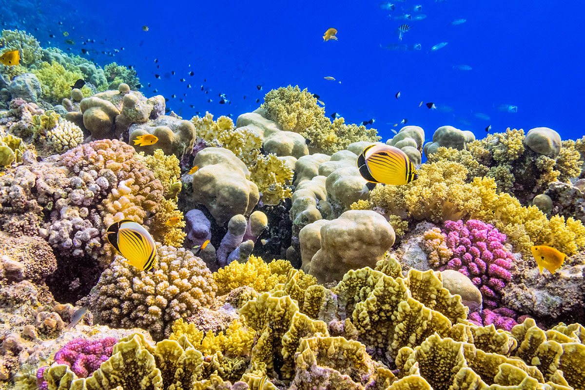 The Fragile Beauty of Coral Reefs: Understanding the Importance of Reef Conservation